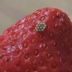 Apply this 1 mixture on your face and get rid of milia, clogged pores, and rough texture