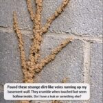 Place This 1 Method on Your Porch and Help Reduce Wasps, Mosquitoes, and Flying Pests