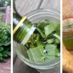 Before June, Make Sure You Do This for Your Tomatoes to Support Better Growth and Yield