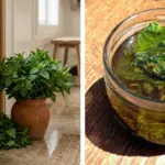 Snake Plant Care: 6 Things to Do In May to Boost Growth
