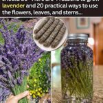 The Ultimate Guide to Boosting Your Cucumber Growth: A Natural Milk and Yeast Fertilizer