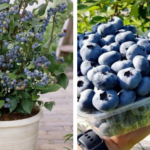 If you have leftover soil bags, don’t throw them out. Here are 10 smart ways gardeners reuse them every season