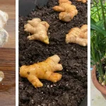 10 Great Reasons Why You Should Grow Lemon Balm